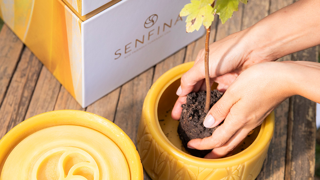 Zenith image of a person planting a sapling in the pot of a funerary urn made of wax. On the rustic wooden table you can see the urn and an elegant box.