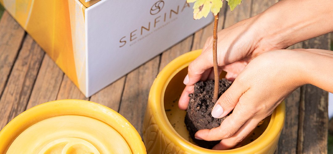 Zenith image of a person planting a sapling in the pot of a funerary urn made of wax. On the rustic wooden table you can see the urn and an elegant box.