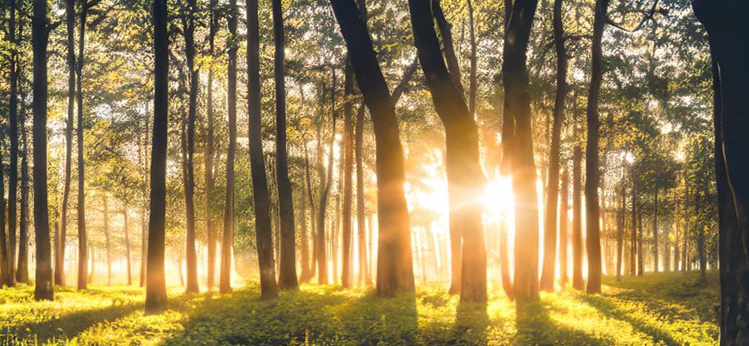 Serene forest at sunset, the golden rays of the sun filter through the trees creating enchanting shadows.