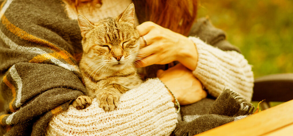 A person gently strokes a contented cat, illustrating the warm and comforting bond between humans and their feline companions.