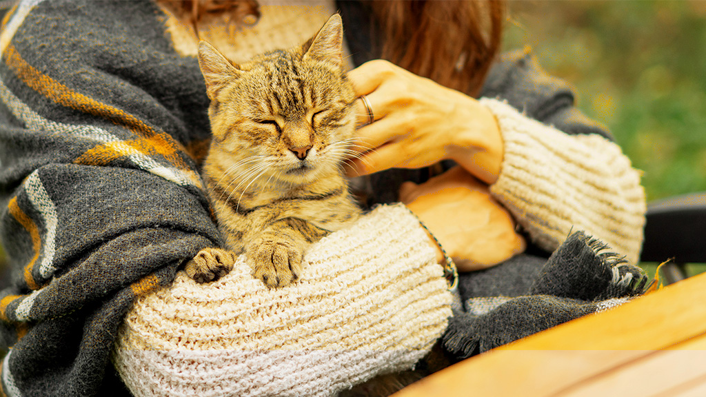 A person gently strokes a contented cat, illustrating the warm and comforting bond between humans and their feline companions.