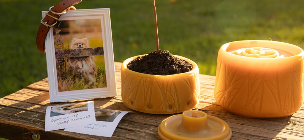 Pet memorial in a park at sunset to honor a beloved departed pet. Next to the pet portrait there are photos and a Senfina eco-friendly pet urn made of beeswax. The urn capsule is filled with soil and a sprout.