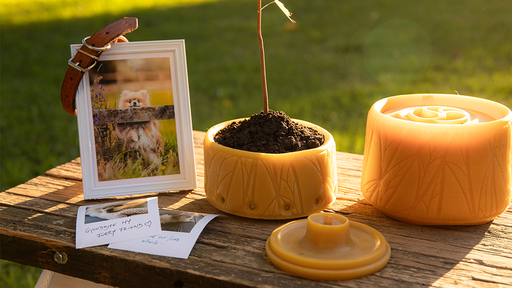 Pet memorial in a park at sunset to honor a beloved departed pet. Next to the pet portrait there are photos and a Senfina eco-friendly pet urn made of beeswax. The urn capsule is filled with soil and a sprout.